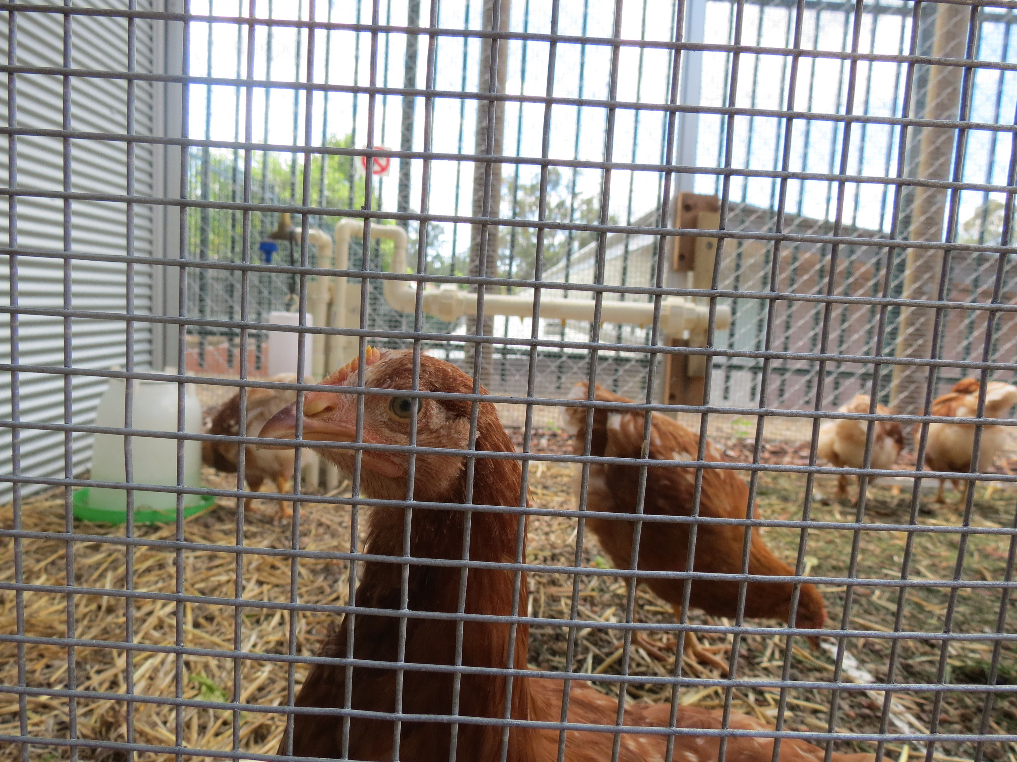 Chickens in the new Coop